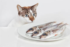 nourrir poisson chat