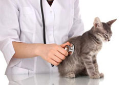 soins veterinaire chat