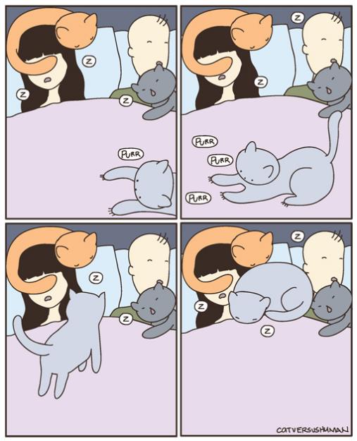chats cats vs human lit